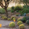 affordable-bushes-for-my-home