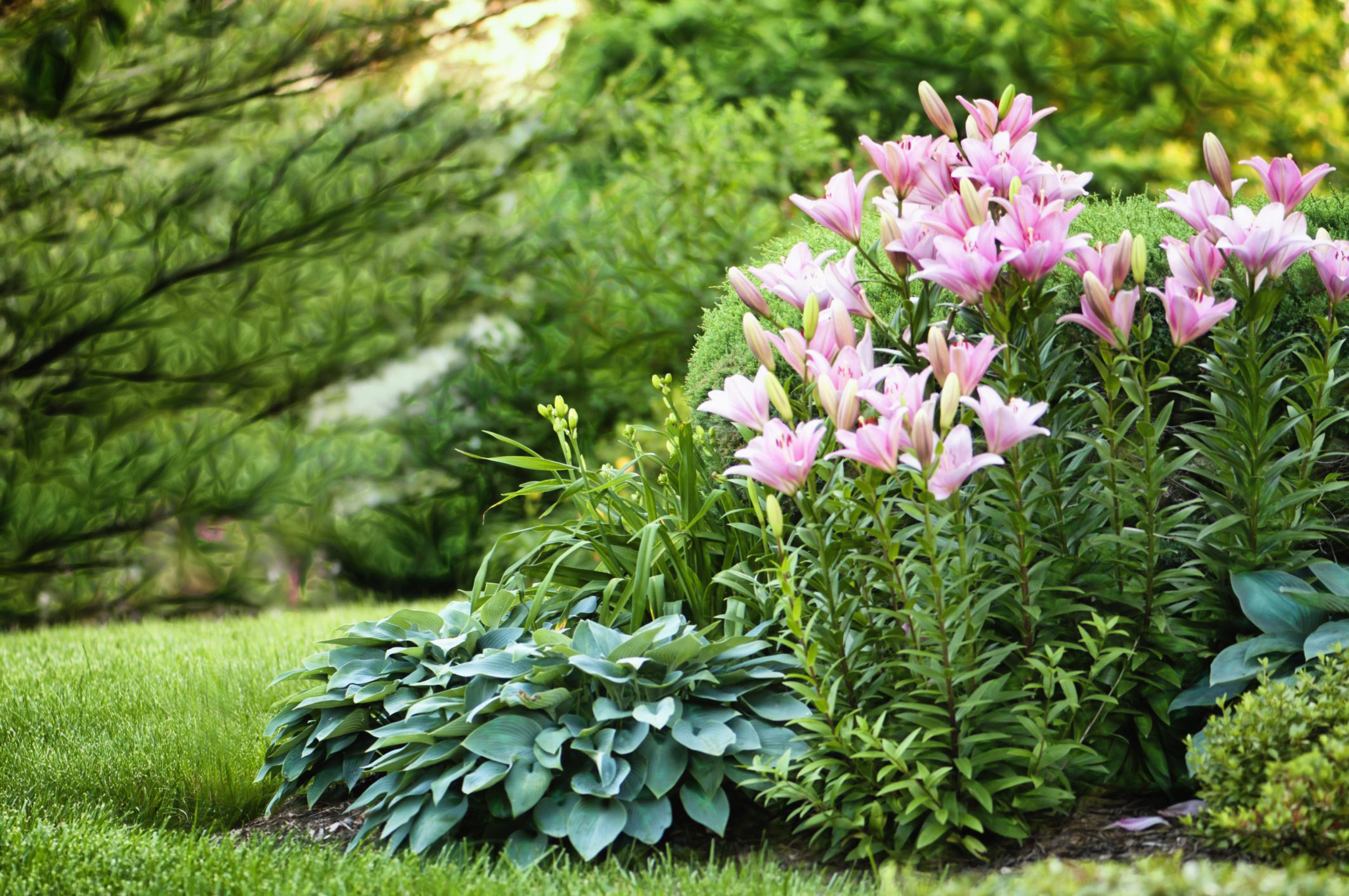 what-types-of-bushes-are-available-in-utah what-types-of-bushes-are-available-in-utah